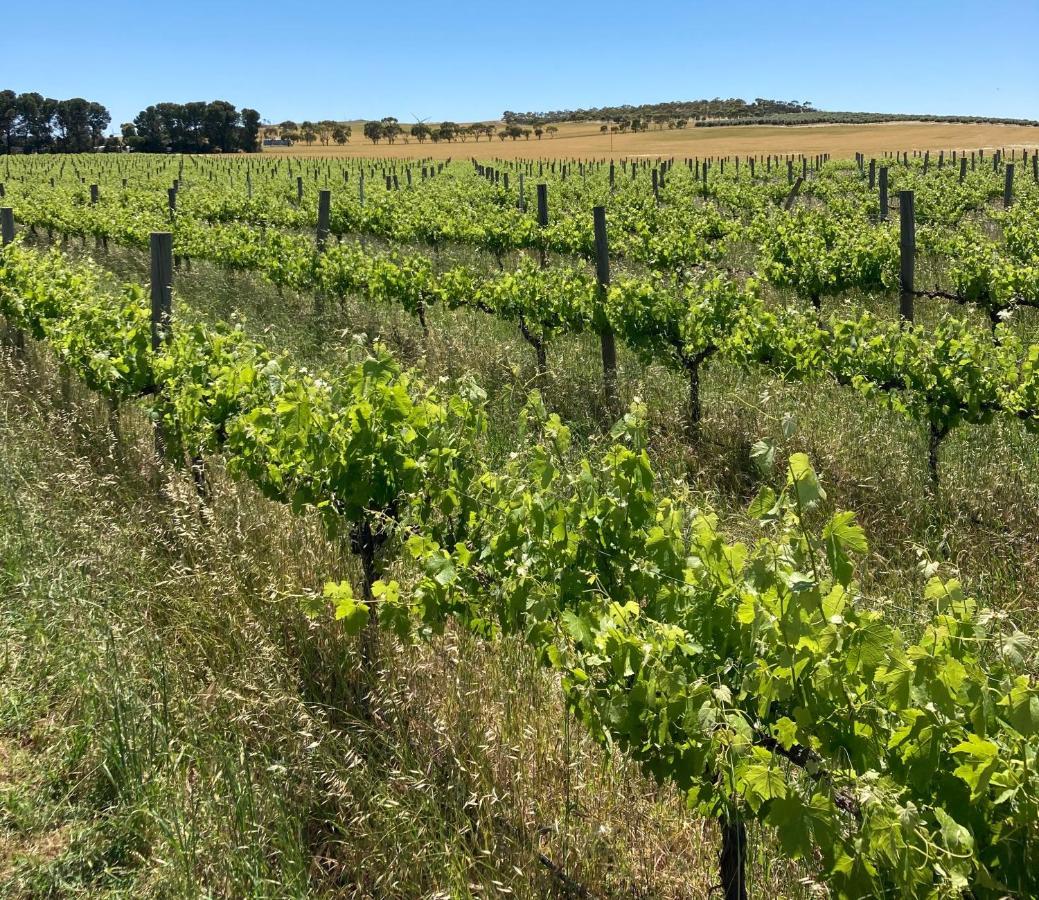 Belalie Wines Villa Jamestown Buitenkant foto